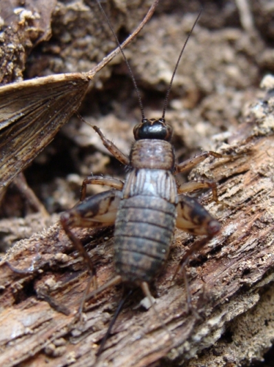 Nemobius sylvestris (Gryllidae Nemobiinae)