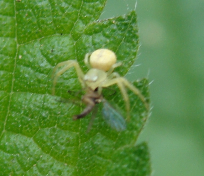 Thomisidae