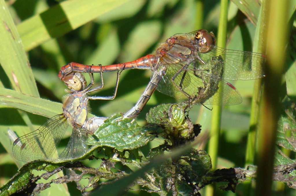 .... un''altra libellula monzese - Sympetrum striolatum