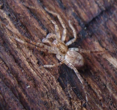 Anyphaena sp.