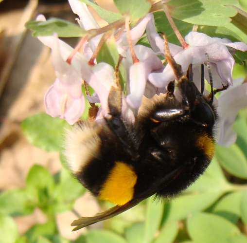 Bombus del gruppo terrestris