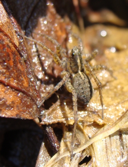 Pardosa sp.