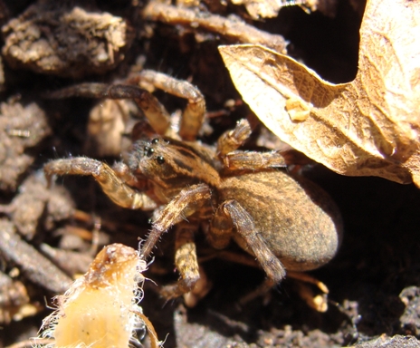 Trochosa sp.