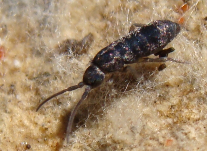 collembolo - Tomocerus cfr minor o T.vulgaris