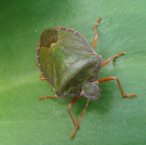 Pentatomidae: Palomena prasina