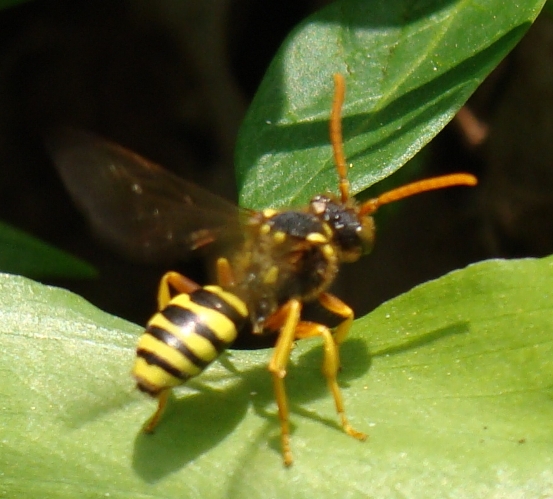 nomada