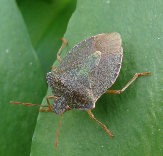 Pentatomidae: Palomena prasina