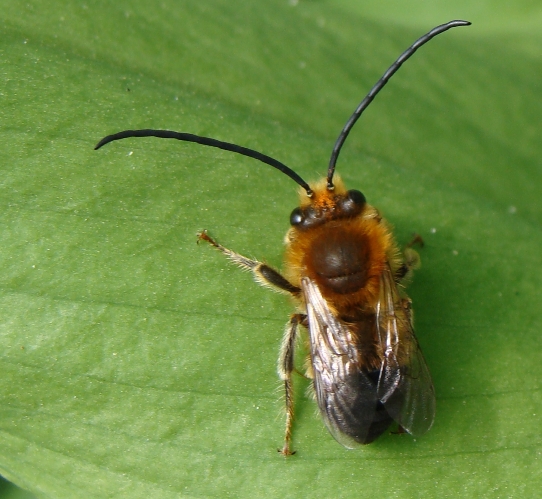 Maschio di Eucera sp. (Apidae)