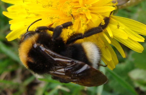 Bombus del gruppo terrestris