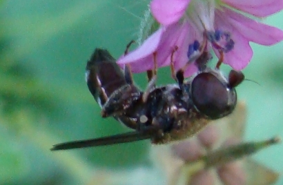 Eumerus sp. (Syrphidae)
