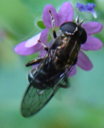 Eumerus sp. (Syrphidae)