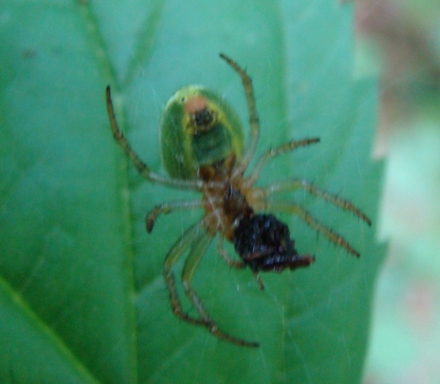 Araniella sp.