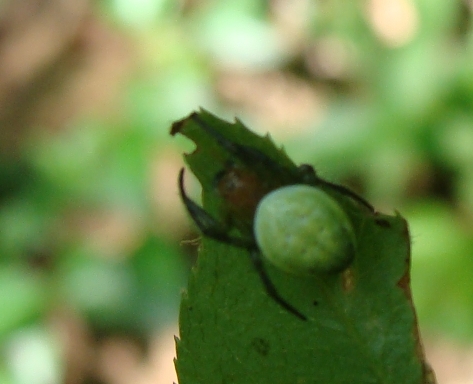 Araniella sp.