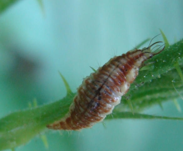 larva matura di Chrysoperla