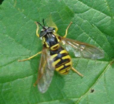 Syrphidae monzese: Chrysotoxum sp.