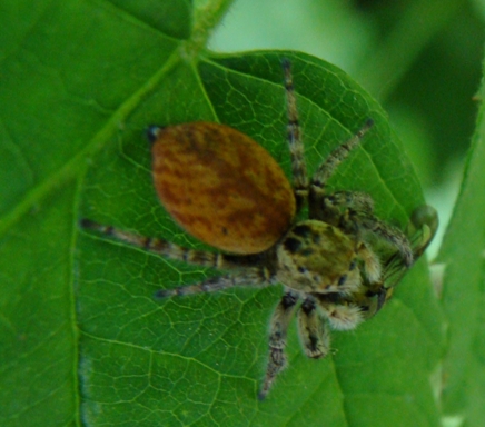 Carrhotus xanthogramma?