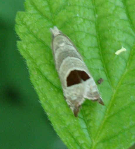lepidottero da iD - Notocelia uddmanniana (Tortricidae)