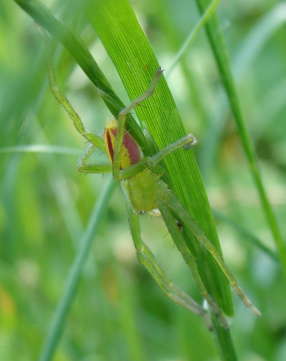 Micrommata virescens