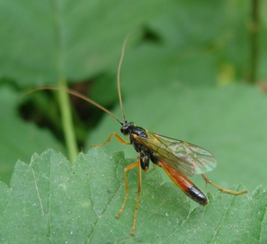 Ichneumonidae, probabile sottofamiglia Ctenopelmatinae