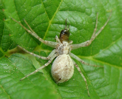 Philodromus sp.