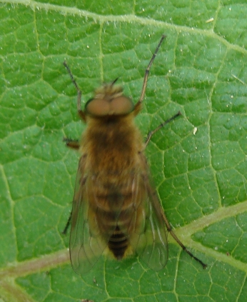 Thereva sp. (Therevidae)