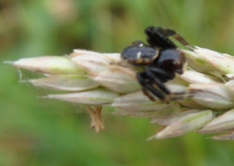 Synaema globosum