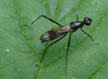 dittero a... spillo: Rainiera calceata F (Micropezidae)