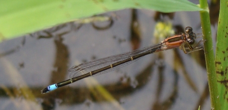 femmina di...? Ischnura elegans