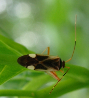 Miridae: Adelphocoris reicheli (raro) del Parco di Monza