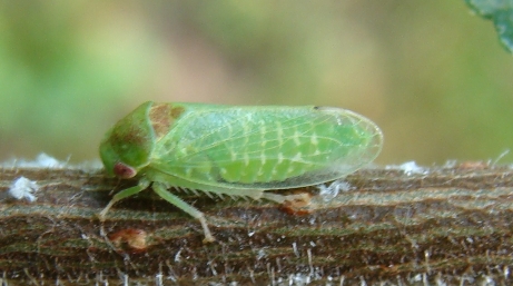 cicadellide verde - Iassus sp.