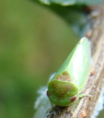 cicadellide verde - Iassus sp.