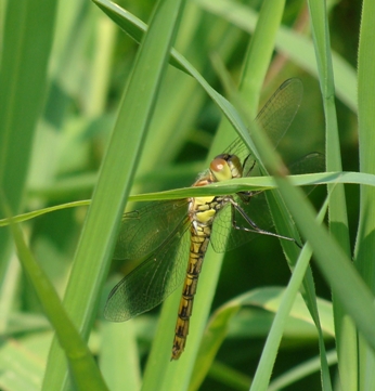 id libellula - Sympetrum striolatum (femmina)