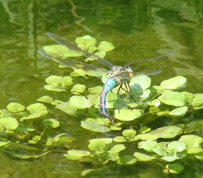 ovodeposizione di Anax