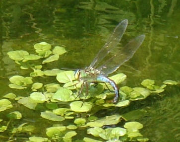 ovodeposizione di Anax