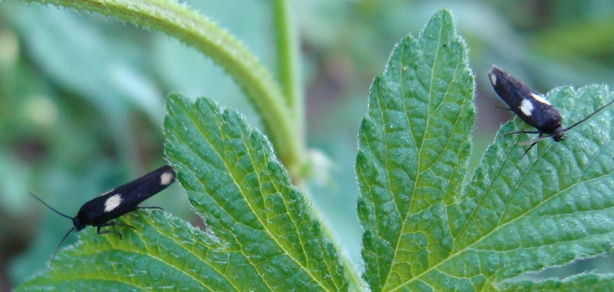 lepidotteri - Scythris cfr. scopolella (Scythrididae)