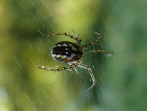 Mangora acalypha