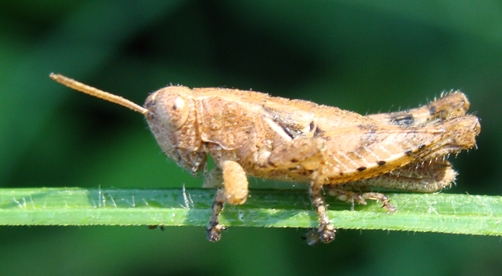 Piccolo ortottero: Pezotettix giornae