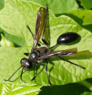 Isodontia sp. (Sphecidae)