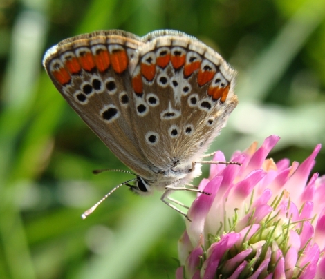 Aricia agestis