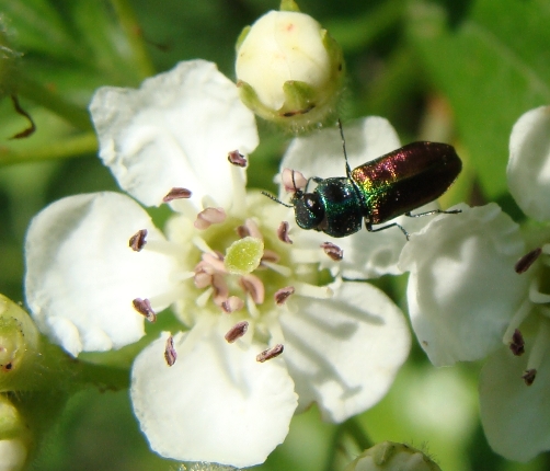 antaxia scutellaris?