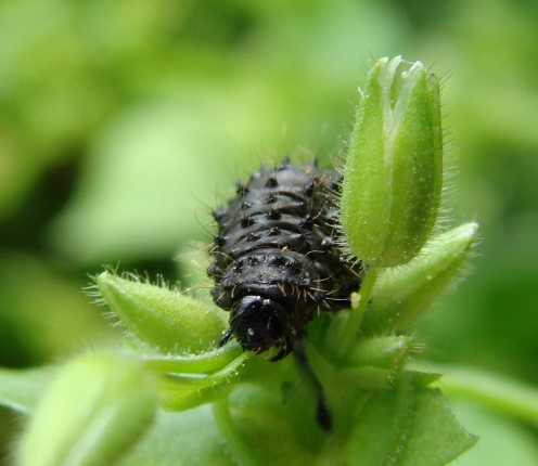 larva di panorpa?