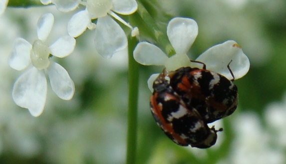 piccoli coleotteri