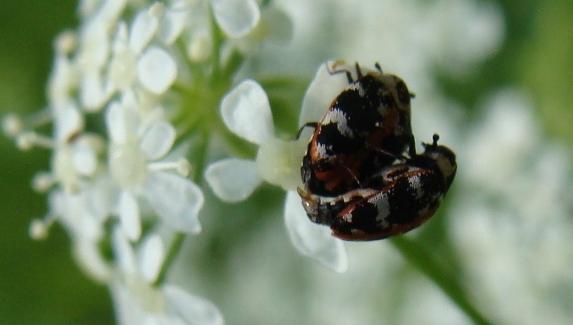 piccoli coleotteri