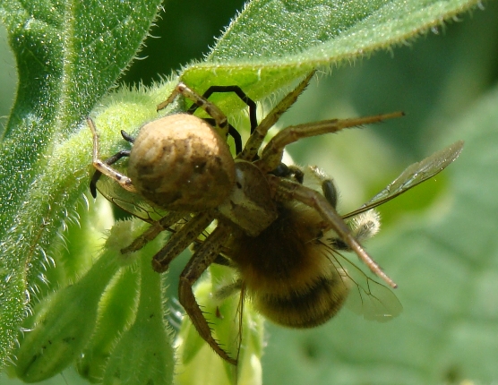 Xysticus sp.