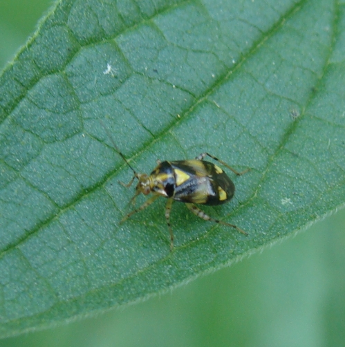 Deraeocoris?