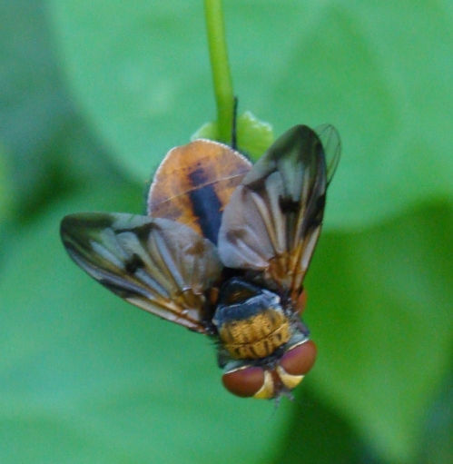 Ectophasia cf. crassipennis ♂ e ♀ (Tachinidae).