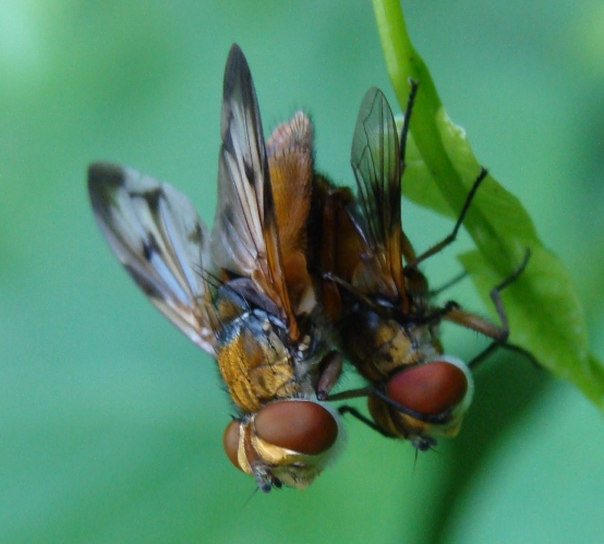 Ectophasia cf. crassipennis ♂ e ♀ (Tachinidae).