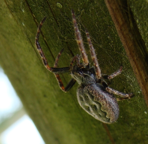 Nuctenea sp.