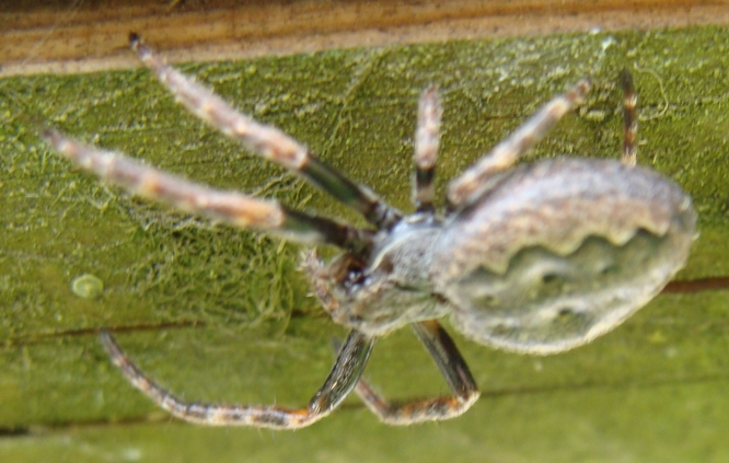 Nuctenea sp.