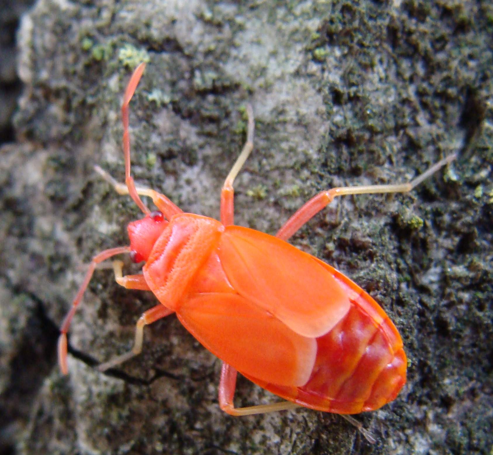 pyrrhocoris apterus?